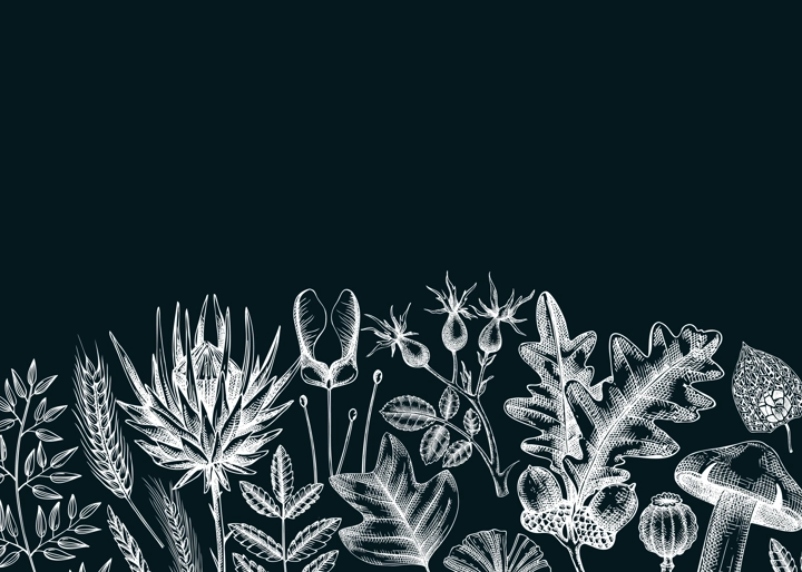 Autumn banner with fallen leaves and dried flowers. Botanical border template on chalkboard. Hand-drawn dried herbs, fall leaves, mushrooms, and fruit illustration. Thanksgiving background.